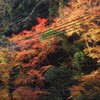 道端のもみじ