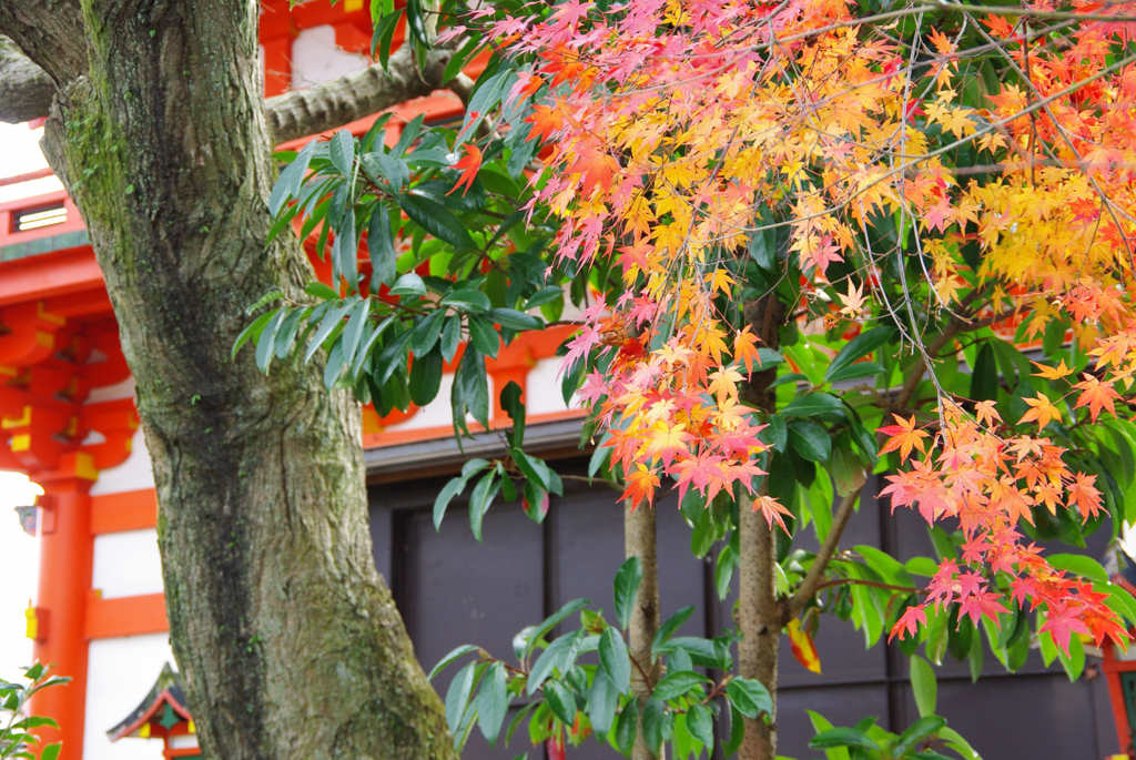 こっちも紅葉してたのね、長等神社