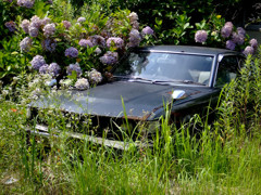 アジサイの終わる頃