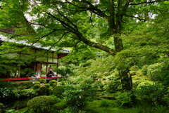 初夏の三千院