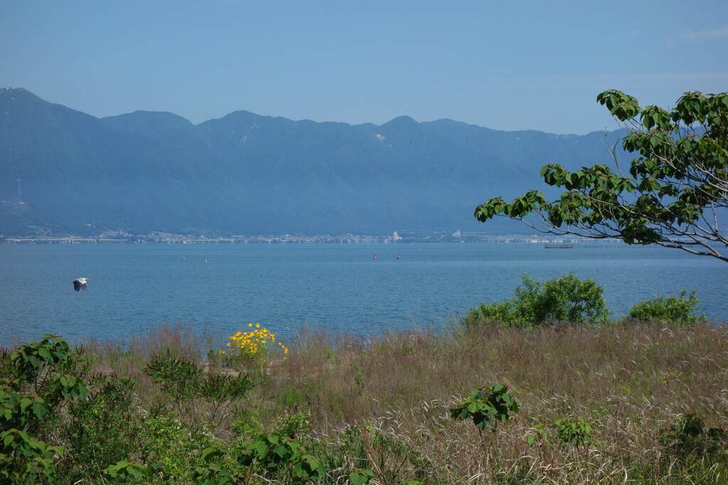 湖岸に咲く黄色い花