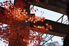 紅葉と鳥居