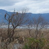 冬の湖岸