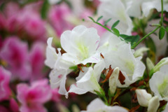 白いつつじ（だと思う）