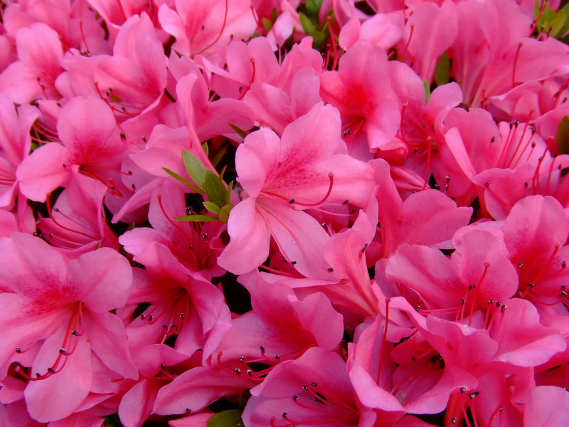 花群
