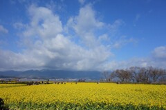 菜の花を見に行く。