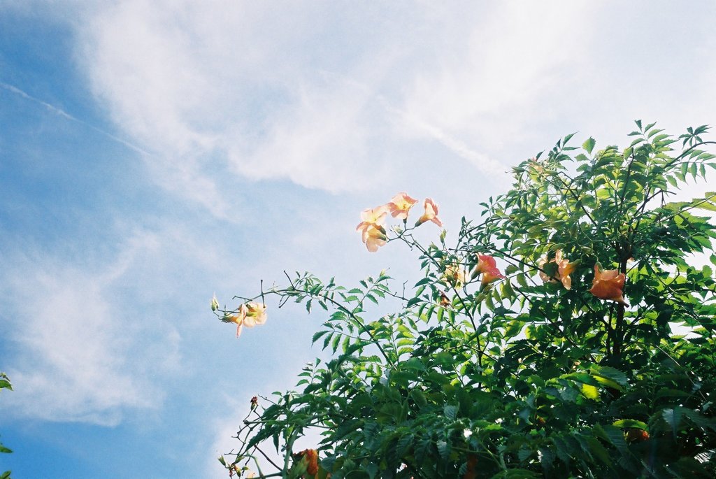 夏空