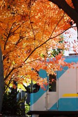 紅葉と京阪