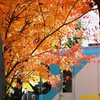 紅葉と京阪