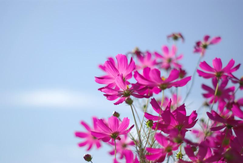 コスモス