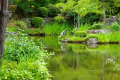 池の鳥