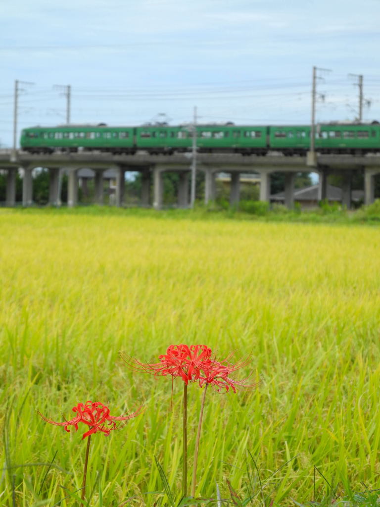 彼岸花