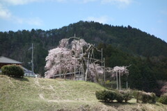 山間の一本桜