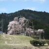 山間の一本桜