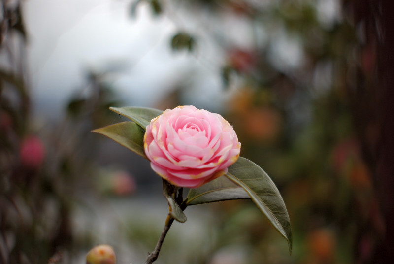 モモイロの花