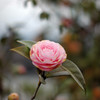モモイロの花