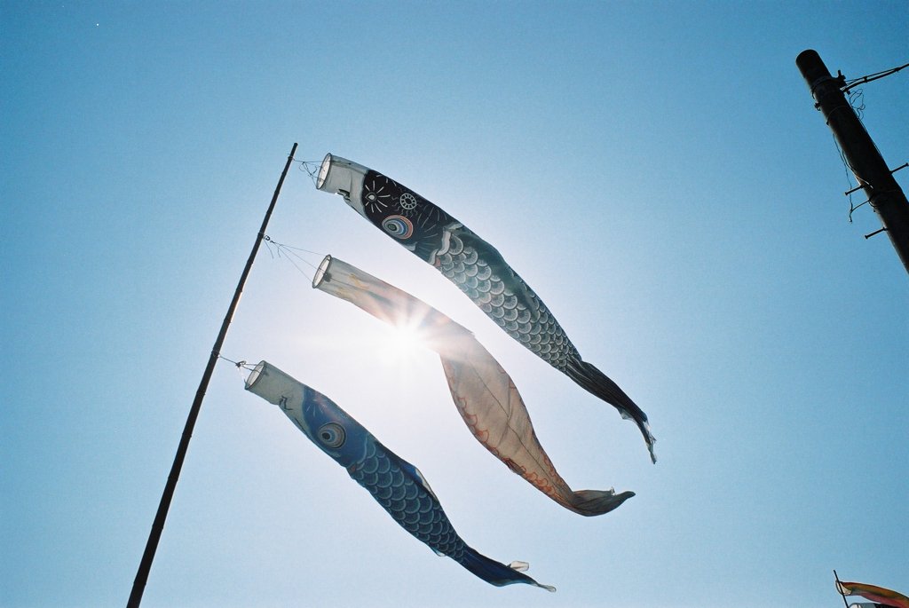 南郷　こいまつり