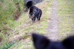 犬猫の距離