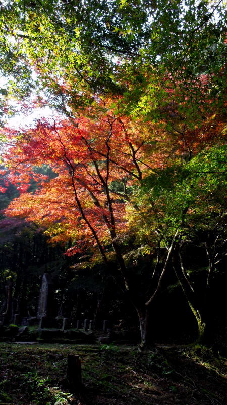 崇福寺跡の紅葉