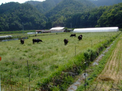 牛が5頭。と思ったら６頭でした。