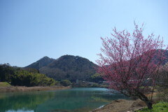 由良川の春