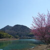 由良川の春