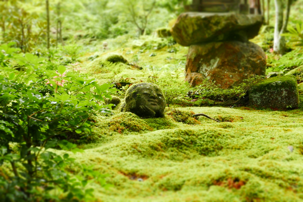 苔に埋もれて