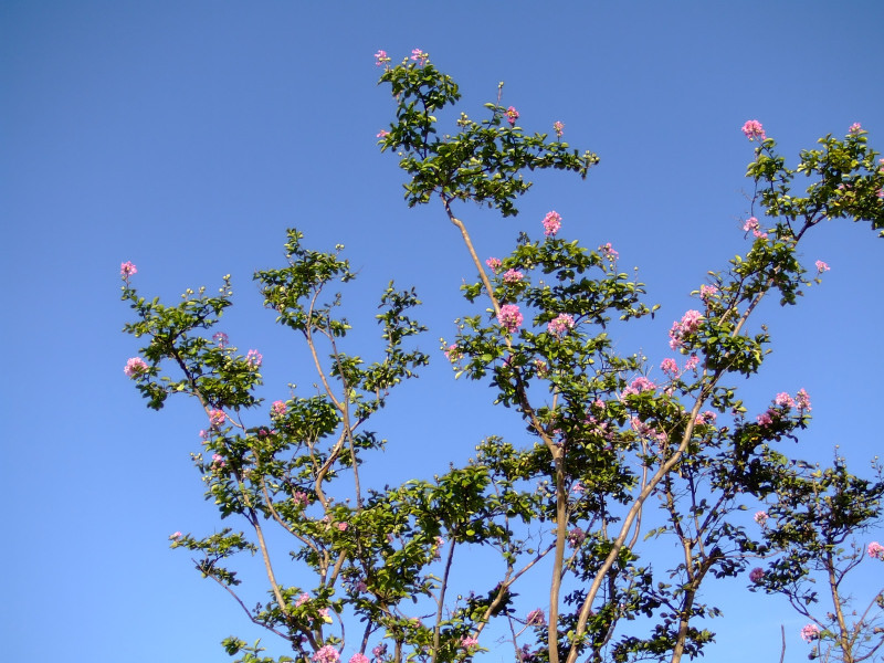 ピンクの花　さるすべりの木