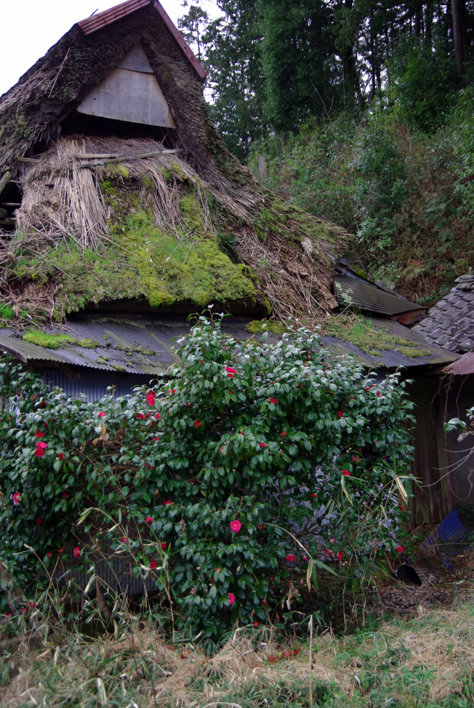 廃屋に咲く