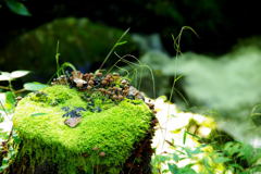 苔むす