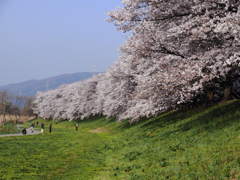 花見2011
