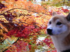もみじ山とわんこ