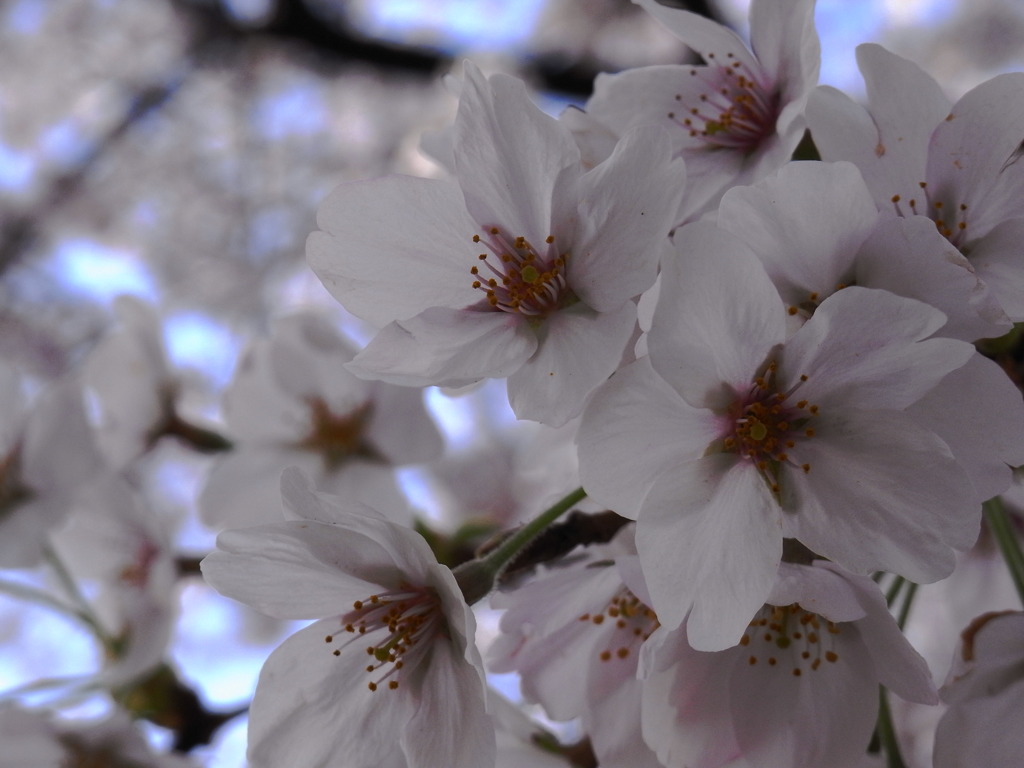 花見2011