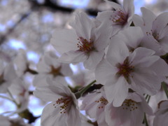 花見2011