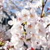 目黒川の桜