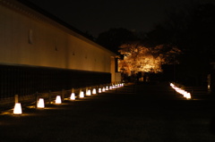 二条城 夜桜 ライトアップ
