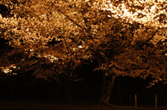 二条城 夜桜 ライトアップ