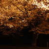 二条城 夜桜 ライトアップ