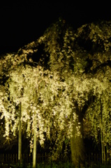 嵐山 夜桜 ライトアップ