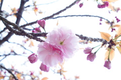 お花見＠大阪城