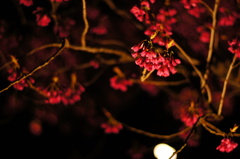 二条城 寒緋桜