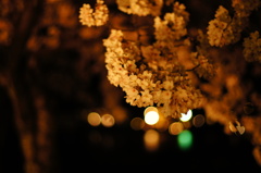 嵐山 夜桜 ライトアップ