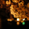 嵐山 夜桜 ライトアップ