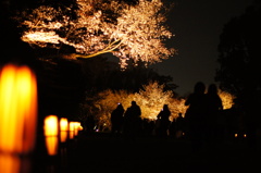 二条城 夜桜 ライトアップ