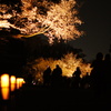 二条城 夜桜 ライトアップ