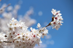 蒼天に輝く桜の幹