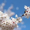 蒼天に輝く桜の幹