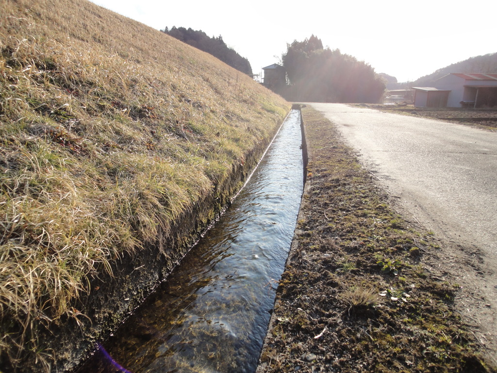 春の用水路