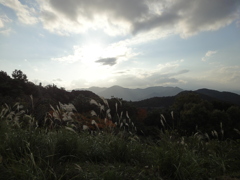 山のすすき