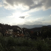 山のすすき
